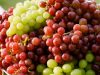 Ученые селекционеры вывели новый, небывалый доселе сорт винограда «Ювали»