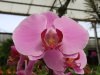 орхидеи в парке Утопия