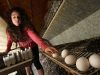 Израильскими птицеводами возобновлены поставки в магазины Израиля