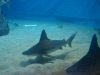 Аквариум с акулами, океанариум в Эйлате, Израиль