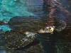 Аквариум с черепахами, океанариум в Эйлате, Израиль
