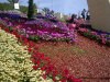 Клумбы из садовых цветов, выставка цветов в Хайфе, Израиль