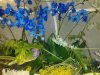Орхидеи цвета индиго, выставка цветов в Хайфе, Израиль