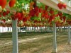 Выращивание клубники в Израиле