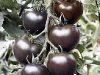 В Израиле выведен новый сорт помидора – «Черная галактика»