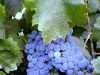Вино Израиля признано одним из лучших в мире