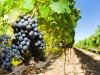 Вино из Израиля признано одним из самых лучших