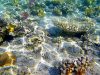 Коралловый риф Красного моря