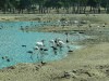 Израиль: парк "Сафари" в Рамат-Гане. Фламинго