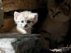 Израиль: парк "Сафари" в Рамат-Гане. Котенок песчаной кошки
