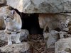 Израиль: парк "Сафари" в Рамат-Гане. Песчаные коты