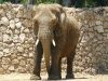 Израиль: парк "Сафари" в Рамат-Гане. Слон