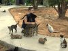 Дом спасения кошек в Хадере (Израиль)