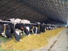 Молочные фермы в Израиле