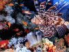 Обитатели Красного моря