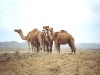 Верблюды в пустыне Негев