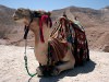 Верблюд в пустыне Негев
