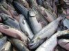 Пигмент производится для фирм, которые разводят лососевых 