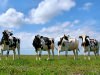 Голштинская порода коров является одной из наиболее продуктивных пород 