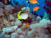 подводный мир в Эйлате
