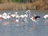 Фламинго в Израиле
