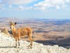 Махтеш Рамон, пустыня Негев, Израиль