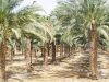 Пальмовая роща в районе Мертвого моря, Эйн-Геди, Израиль