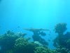 Подводный мир Эйлатского залива, Израиль