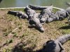 Крокодилий питомник