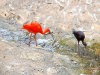 Разноцветные ибисы, Хайфский зоопарк, Израиль