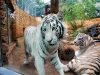 Бенгальские белые тигры, Хайфский зоопарк, Израиль