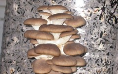 Последние исследования в области израильской медицины – грибы «вешенки» от рака