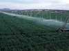 Сельское хозяйство Израиля в катастрофическом состоянии
