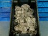 Грибы «Вешенки» - богатая кладовая витамин и минералов 